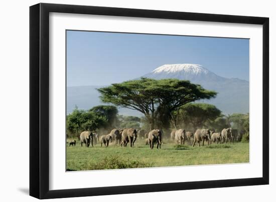 African Elephant Herd Infront of Mt, Kilimanjaro-null-Framed Premium Photographic Print