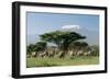 African Elephant Herd Infront of Mt, Kilimanjaro-null-Framed Premium Photographic Print