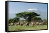 African Elephant Herd Infront of Mt, Kilimanjaro-null-Framed Stretched Canvas