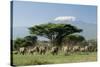 African Elephant Herd Infront of Mt, Kilimanjaro-null-Stretched Canvas