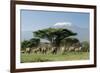 African Elephant Herd Infront of Mt, Kilimanjaro-null-Framed Photographic Print