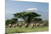 African Elephant Herd Infront of Mt, Kilimanjaro-null-Mounted Photographic Print