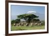 African Elephant Herd Infront of Mt, Kilimanjaro-null-Framed Photographic Print