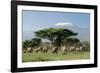 African Elephant Herd Infront of Mt, Kilimanjaro-null-Framed Photographic Print