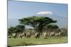 African Elephant Herd Infront of Mt, Kilimanjaro-null-Mounted Photographic Print