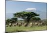 African Elephant Herd Infront of Mt, Kilimanjaro-null-Mounted Photographic Print