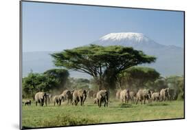 African Elephant Herd Infront of Mt, Kilimanjaro-null-Mounted Photographic Print