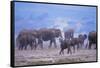 African Elephant Herd Walking-DLILLC-Framed Stretched Canvas