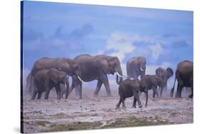 African Elephant Herd Walking-DLILLC-Stretched Canvas