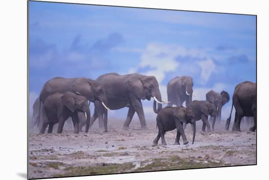 African Elephant Herd Walking-DLILLC-Mounted Photographic Print