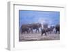 African Elephant Herd Walking-DLILLC-Framed Photographic Print