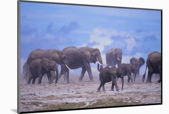 African Elephant Herd Walking-DLILLC-Mounted Photographic Print