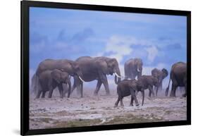 African Elephant Herd Walking-DLILLC-Framed Photographic Print