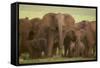 African Elephant Herd with Young-DLILLC-Framed Stretched Canvas