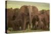 African Elephant Herd with Young-DLILLC-Stretched Canvas