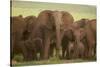 African Elephant Herd with Young-DLILLC-Stretched Canvas