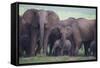 African Elephant Herd with Young-DLILLC-Framed Stretched Canvas