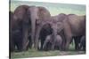 African Elephant Herd with Young-DLILLC-Stretched Canvas