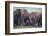 African Elephant Herd with Young-DLILLC-Framed Photographic Print