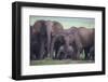 African Elephant Herd with Young-DLILLC-Framed Photographic Print