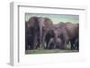 African Elephant Herd with Young-DLILLC-Framed Photographic Print