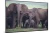 African Elephant Herd with Young-DLILLC-Mounted Photographic Print