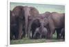 African Elephant Herd with Young-DLILLC-Framed Photographic Print