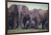 African Elephant Herd with Young-DLILLC-Framed Photographic Print