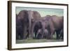 African Elephant Herd with Young-DLILLC-Framed Photographic Print