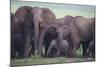 African Elephant Herd with Young-DLILLC-Mounted Photographic Print