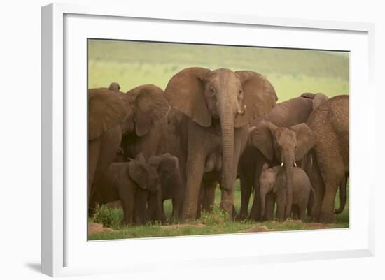 African Elephant Herd with Young-DLILLC-Framed Photographic Print