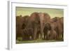 African Elephant Herd with Young-DLILLC-Framed Photographic Print