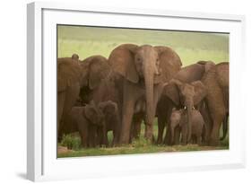 African Elephant Herd with Young-DLILLC-Framed Photographic Print