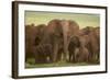 African Elephant Herd with Young-DLILLC-Framed Photographic Print