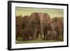 African Elephant Herd with Young-DLILLC-Framed Photographic Print