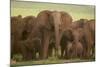 African Elephant Herd with Young-DLILLC-Mounted Photographic Print