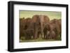 African Elephant Herd with Young-DLILLC-Framed Photographic Print