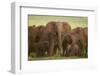 African Elephant Herd with Young-DLILLC-Framed Photographic Print