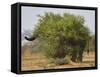 African elephant hidden behind a bush, South Africa-Staffan Widstrand-Framed Stretched Canvas