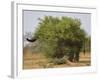 African elephant hidden behind a bush, South Africa-Staffan Widstrand-Framed Photographic Print