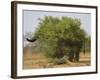 African elephant hidden behind a bush, South Africa-Staffan Widstrand-Framed Photographic Print