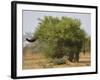 African elephant hidden behind a bush, South Africa-Staffan Widstrand-Framed Photographic Print