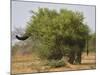 African elephant hidden behind a bush, South Africa-Staffan Widstrand-Mounted Photographic Print