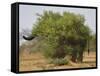 African elephant hidden behind a bush, South Africa-Staffan Widstrand-Framed Stretched Canvas