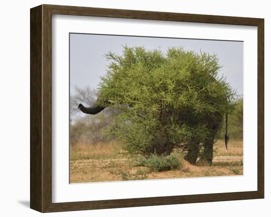 African elephant hidden behind a bush, South Africa-Staffan Widstrand-Framed Photographic Print