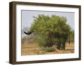 African elephant hidden behind a bush, South Africa-Staffan Widstrand-Framed Photographic Print