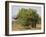 African elephant hidden behind a bush, South Africa-Staffan Widstrand-Framed Photographic Print