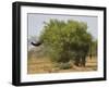 African elephant hidden behind a bush, South Africa-Staffan Widstrand-Framed Photographic Print