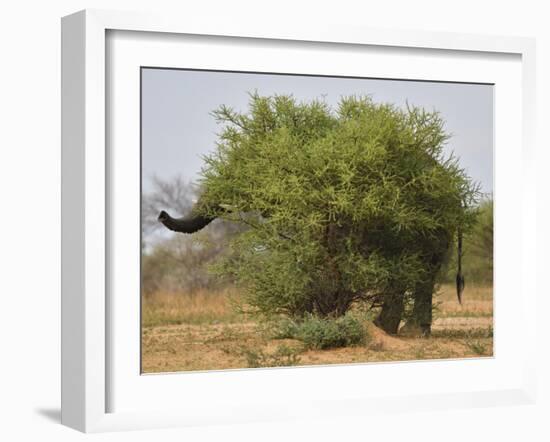 African elephant hidden behind a bush, South Africa-Staffan Widstrand-Framed Photographic Print