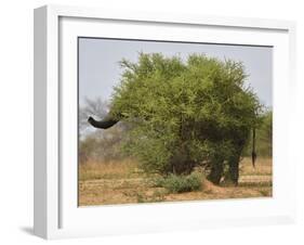 African elephant hidden behind a bush, South Africa-Staffan Widstrand-Framed Photographic Print